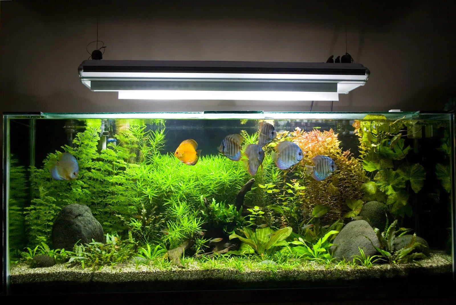 Aquariums